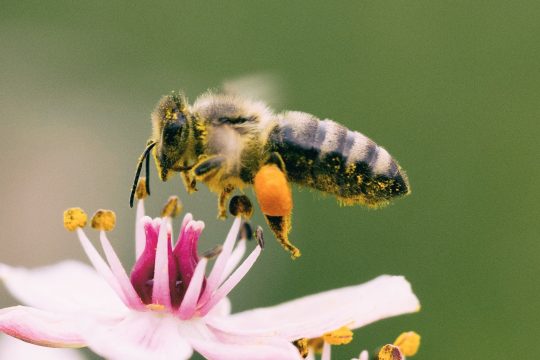 Honig Biene mit Pollenhöschen