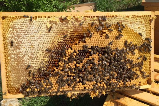 Honigbienenbrutwabe im Frühjahr.